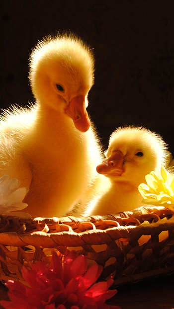 Baby Ducks, birds HD phone wallpaper