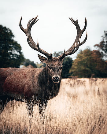 A majestic stag with large antlers standing in grassland in a London park. Perfect wildlife graphy. HD phone wallpaper