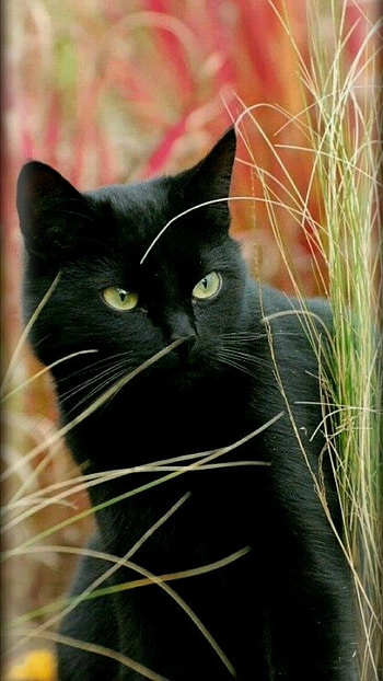 Black Cat, Black, Kitty HD phone wallpaper