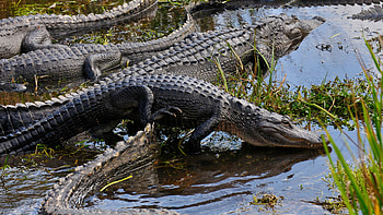 Everglades National Park, Park overview, Nature's wonder, Ecological richness HD wallpaper