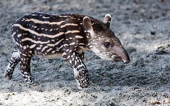 Tapir , Collection, Tapir, Background HD wallpaper