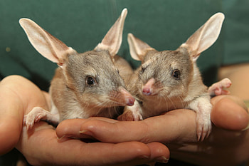 Macrotis (Bilby), Lesser bilby, Australian wildlife, Adorable animal HD wallpaper