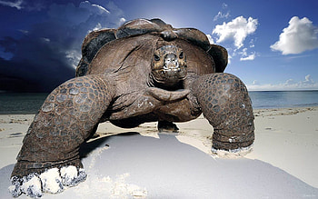 Animals, Sand, Shore, Bank, Big, Turtle HD wallpaper