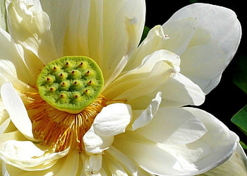 Flower close up, white, macro, close up, flower HD wallpaper