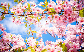 trip itinerary example: paysage fond d écran printemps gratuit pour ordinateur HD wallpaper