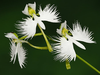 Plants, Flowers HD wallpaper