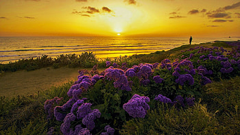 Californian Sunset, sky, sun, ocean, usa, wildflowers HD wallpaper