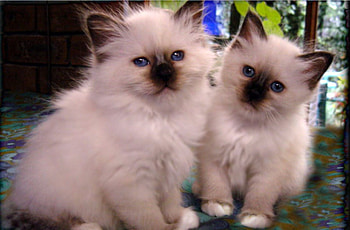 Peloux two female, Seal point Birmans, Cute cats Birman, Cats HD wallpaper