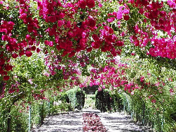 Beautiful Rose Arch, beautiful, flowers, roses, arch HD wallpaper