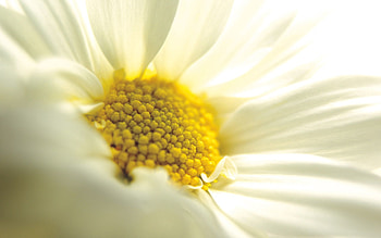 Camomile, Flower, Macro, Chamomile HD wallpaper