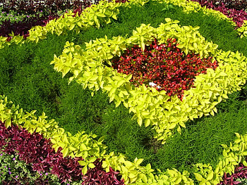 color flowers, color flowers fatibytyqi HD wallpaper