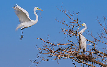 Egrets Building a Nest, birds, nest, tree, America, egrets, sky HD wallpaper