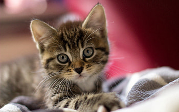 Animals, Kitty, Kitten, Muzzle, Striped, Sight, Opinion, Fright, Small HD wallpaper