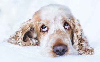 Puppy, dog, animal, cocker spaniel, eyes, cute, face, funny, caine HD wallpaper