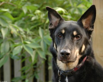 Manly Shepherd, dogs, gsd, animals HD wallpaper