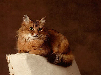 Majestic cat, animal, kitten, cat, feline, pet HD wallpaper