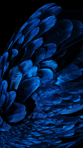 Feather, Dark, Miscellanea, Miscellaneous, Wing HD phone wallpaper