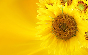 Soft Glow of Sunflowers, seeds, size, large, tall, summer, daylight, day, sunflowers, petals, bright, yellow, nature, flowers, center, warm HD wallpaper