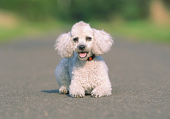 Animals, Dog, Asphalt, Run Away, Run HD wallpaper