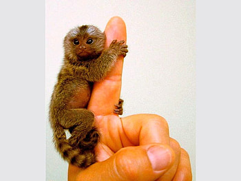 Tiny-Monkey, monkey, , on finger, cute, tiny HD wallpaper