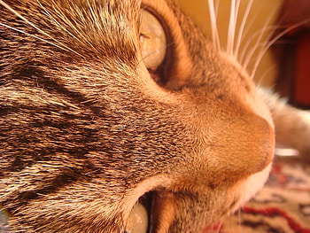 cat HD wallpaper