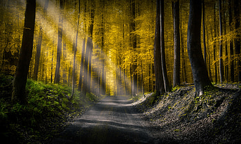 Forests Roads Rays Of Light , road, forest, nature, light, sunbeam HD wallpaper