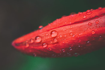 Drops, flower, bud, close up HD wallpaper