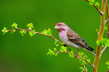 Animals, Leaves, Bird, Sit, Branch HD wallpaper
