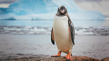 Penguin windows , Cool penguin design, background, Arctic charm HD wallpaper