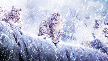 Animals, Snow, Leopard, Precipice, Break, Snowstorm HD wallpaper