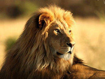 King in the sun, animal, sunlight, cat, lion, male HD wallpaper