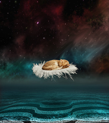 Animals, Fantasy, Feather, Cat, Flight, hop, Pen HD phone wallpaper