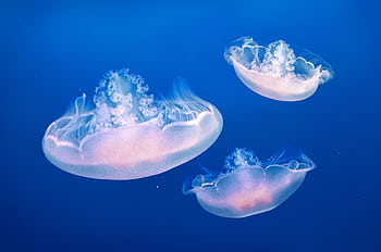 Graceful jellyfish in blue waters captured underwater in Monterey, epitomizing marine life beauty. HD wallpaper