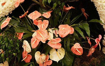 Flowers, Leaves, Flower, Greens, Anthurium HD wallpaper