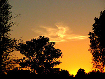 cloudbird at sunset, purple, clouds, trees, ohio, gold, sunset HD wallpaper