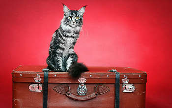 Ready for a new holiday, animal, suitcase, black, red, cute, cat, funny HD wallpaper