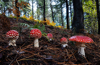 Fly agaric, , Nature's marvel, Mushroom's beauty HD wallpaper