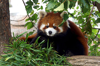 Animals, Grass, Nice, Sweetheart, Bamboo, Red Panda HD wallpaper