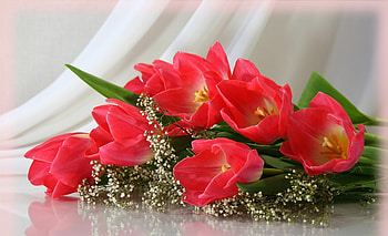 Flowers, Tulips, Bouquet, Gypsophilus, Gipsophile, Disbanded, Loose, Tenderness HD wallpaper