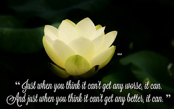 Just When, Lotus, Lily, nature, Quotes, Flower, Thoughts, Words HD wallpaper