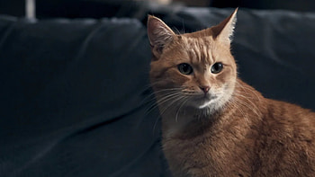Street Cat Bob Blu-ray review, Movies, Bob the cat, Movie review HD wallpaper