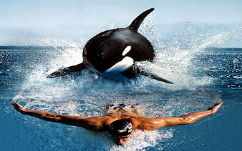 speed swimmers, swimming, animals, fish, speed, beach HD wallpaper