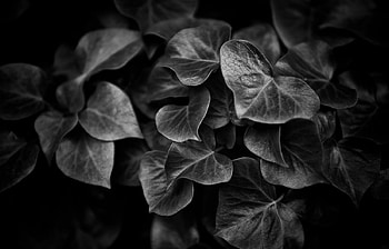 Background, Leaves HD wallpaper