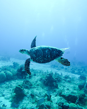 Underwater, animal, turtle HD phone wallpaper