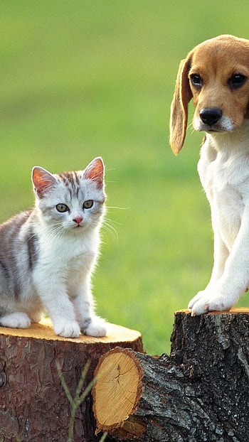 Cat And Dog, beagle dog, beagle dog and cat, standing on tree, catdogfriendships HD phone wallpaper