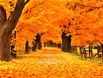 Windows XP Fall, Windows XP Autumn HD wallpaper