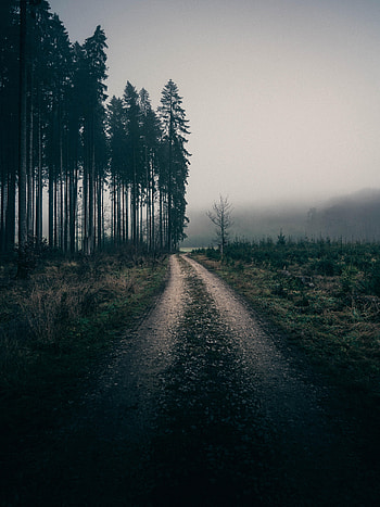 Landscape, Nature, Trees, Road, Fog HD phone wallpaper