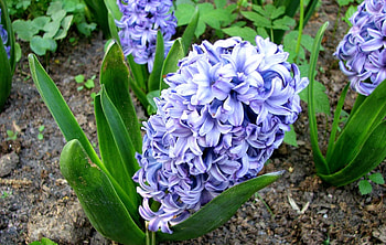 Flowers, Hyacinth, Flower, Greens, Flower Bed, Flowerbed, Priming, Ground HD wallpaper