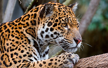 Animals, Jaguar, Muzzle, Predator, Big Cat HD wallpaper
