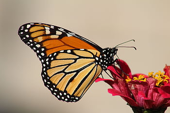 Close-up of a monarch butterfly resting on a red zinnia flower in natural light. HD wallpaper